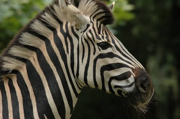 Zebras Zoológico Alemão — Fotografia de Stock