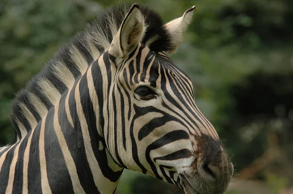 Zebras German Zoo — Stock Photo, Image