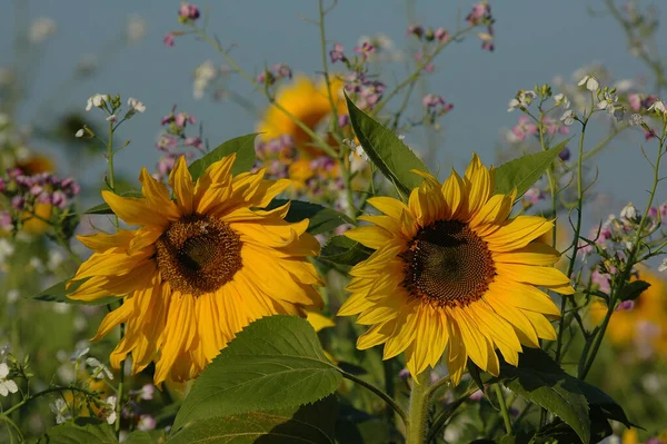 Late Summer German Muensterland — Stock Photo, Image