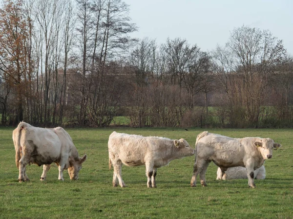 Witte Koeien Een Weiland Duitsland — Stockfoto