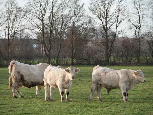 Vacas Blancas Prado Alemania —  Fotos de Stock