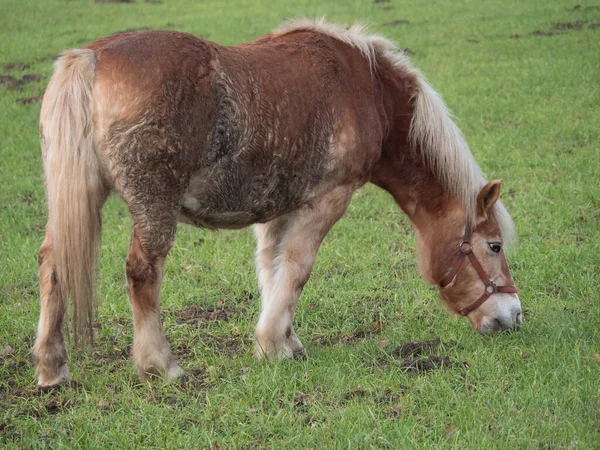 Μικρό Άλογο Βοσκότοπο Στη Γερμανία — Φωτογραφία Αρχείου