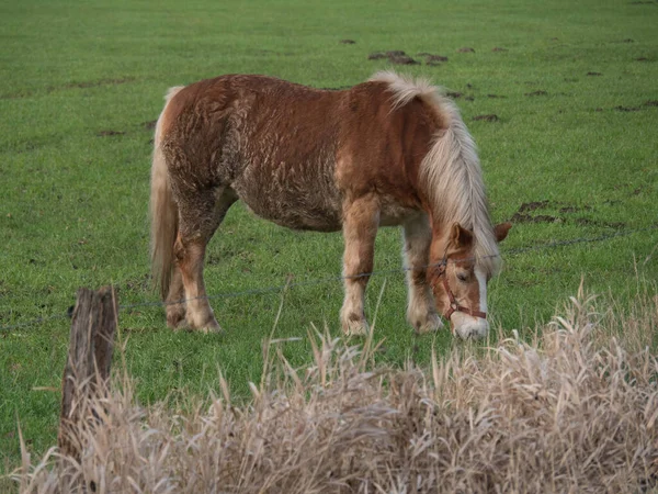 Pequeno Cavalo Pasto Alemanha — Fotografia de Stock