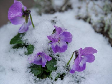 Alman Muensterland 'inde kış mevsimi