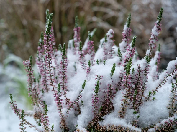 Tempo Invernale Nel Muensterland Tedesco — Foto Stock