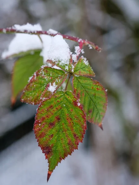 Inverno Hora Muensterland Alemão — Fotografia de Stock