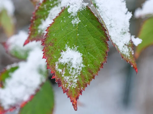 게르먼머 렌스터 랜드의 겨울철 — 스톡 사진