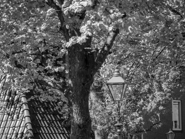 Alcatrão Nas Terras Baixas — Fotografia de Stock