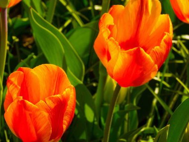 Hollanda 'daki mayn laleleri