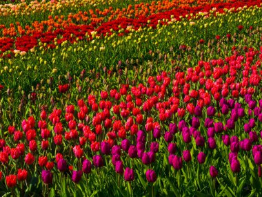 Hollanda 'daki mayn laleleri