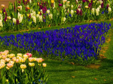 Hollanda 'da bahar mevsimi