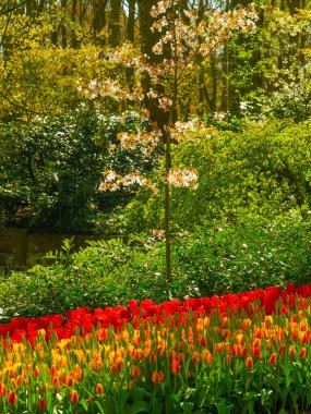 Hollanda 'da bahar mevsimi