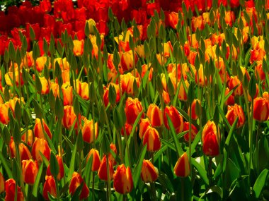 Hollanda 'da bahar mevsimi