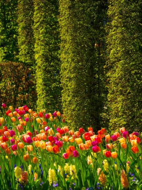 Hollanda 'da bahar mevsimi