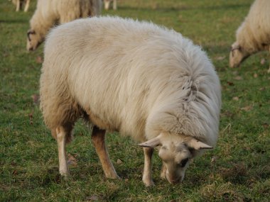 Almanya 'da otlakta bir sürü koyun