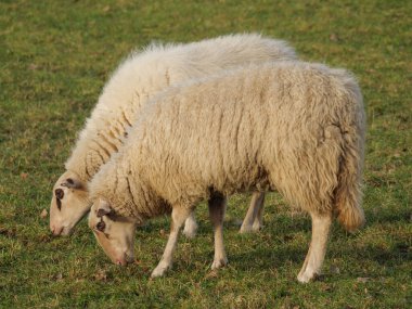 Almanya 'da otlakta bir sürü koyun