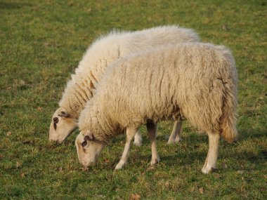 Almanya 'da otlakta bir sürü koyun