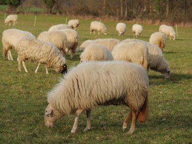 Almanya 'da otlakta bir sürü koyun