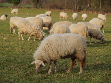 Almanya 'da otlakta bir sürü koyun