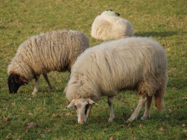 Almanya 'da otlakta bir sürü koyun