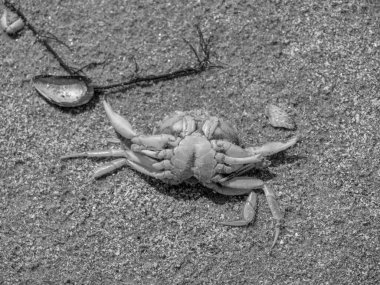 Kuzey denizindeki Alman Baltrum Adası.