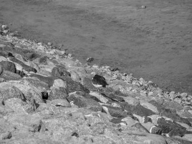 Kuzey denizindeki Alman Baltrum Adası.