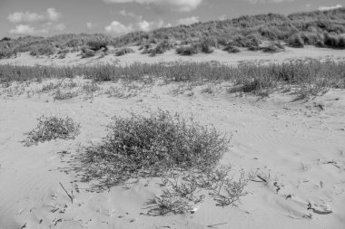 Kuzey Denizi 'ndeki Spiekeroog Adası