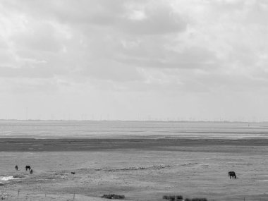 Kuzey Denizi 'ndeki Spiekeroog Adası