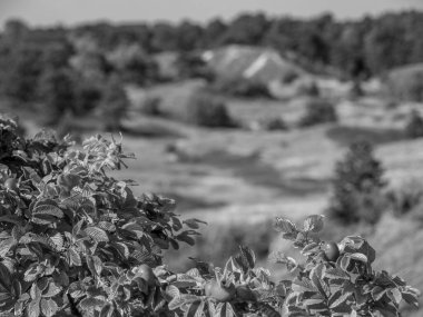 Kuzey Denizi 'ndeki Spiekeroog Adası