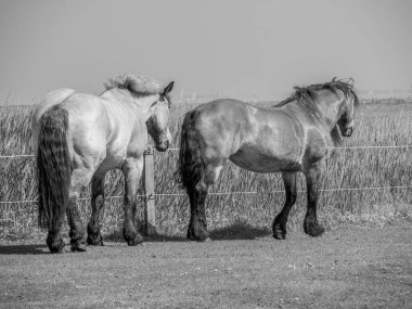 Kuzey denizindeki juist adası.