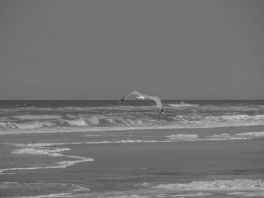 Kuzey Denizi 'ndeki Juist Adası