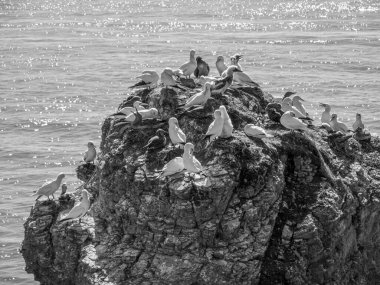 Kuzey denizindeki Alman adası Helgoland.