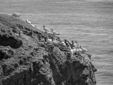 Kuzey denizindeki Alman adası Helgoland.