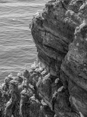 Kuzey denizindeki Alman adası Helgoland.