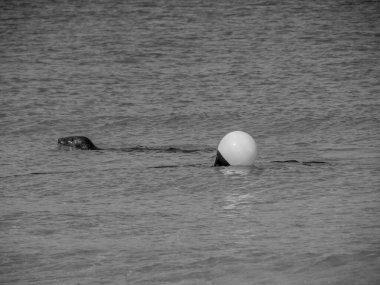 Kuzey denizindeki Alman adası Helgoland.