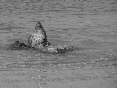 Kuzey denizindeki Alman adası Helgoland.