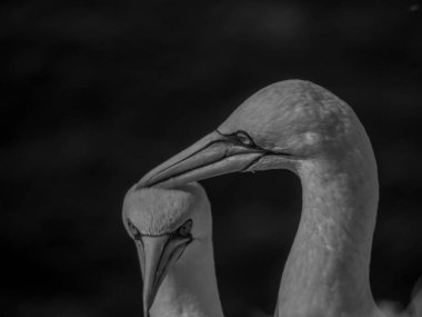 Kuzey denizindeki Alman adası Helgoland.