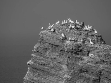 Kuzey denizindeki Alman adası Helgoland.
