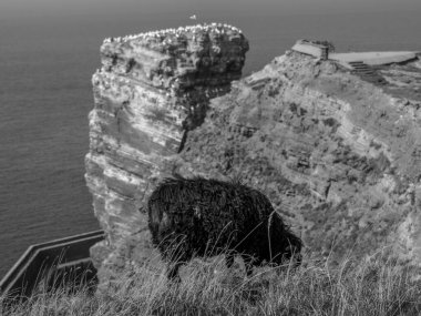 Kuzey denizindeki Alman adası Helgoland.