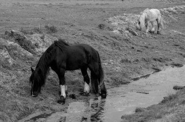 Alman Borkum Adası.