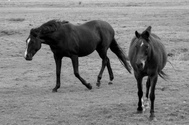 Alman Borkum Adası.