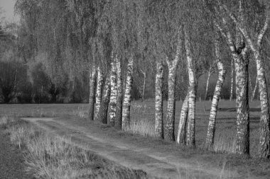 Alman muensterland 'inde Borken şehrinde bahar geldi.