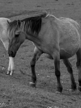 Alman muensterland otlağında vahşi atlar