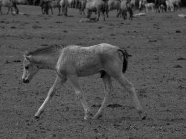 Alman muensterland otlağında vahşi atlar