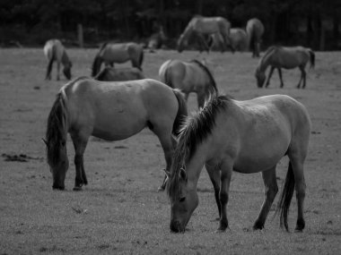 Alman muensterland otlağında vahşi atlar