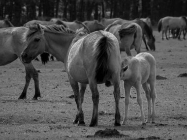 Alman muensterland otlağında vahşi atlar