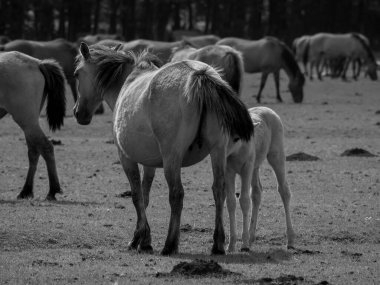 Alman muensterland otlağında vahşi atlar