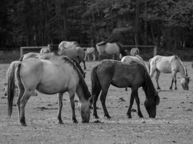 Alman muensterland otlağında vahşi atlar