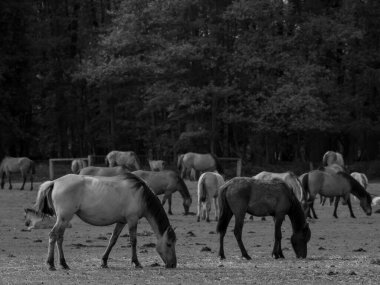 Alman muensterland otlağında vahşi atlar