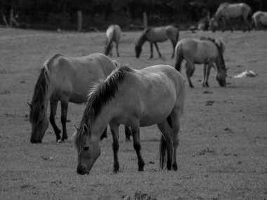 Alman muensterland otlağında vahşi atlar